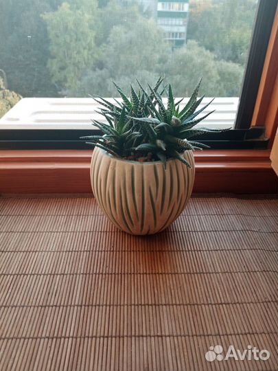 Суккуленты Хавортия полосатая