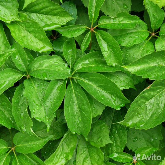 Виноград девичий