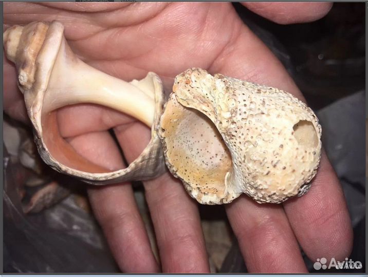 Остовы раковин Рапана за мыло