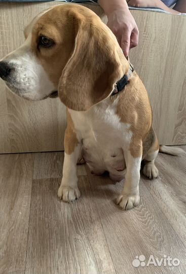 Щенки бигль