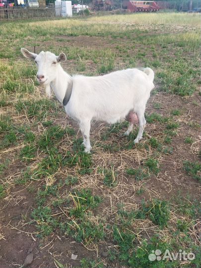 Зааненская коза