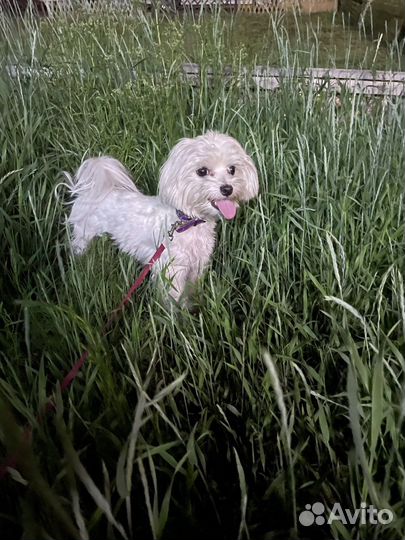 Щенки мальтезе