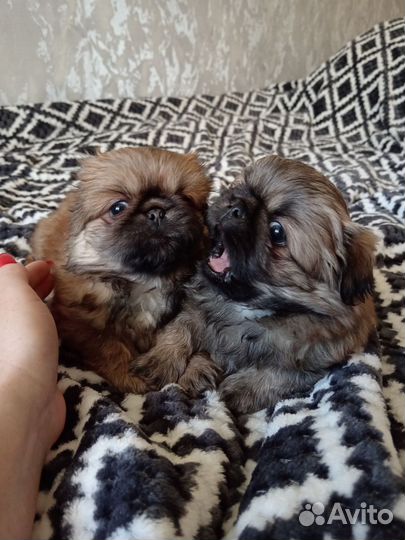 Щенки пекинеса
