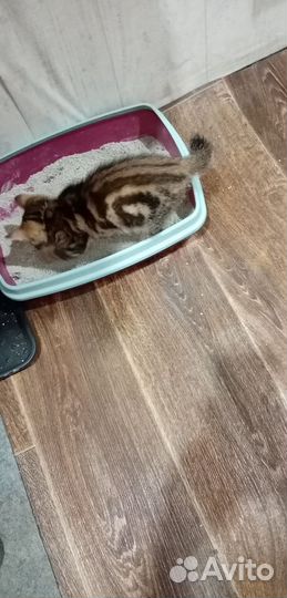 Курильский бобтейл