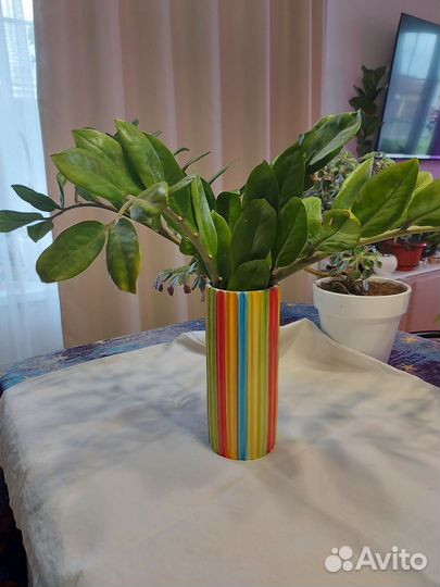 Замиокулькас