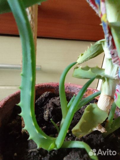 Алоэ (столетник)