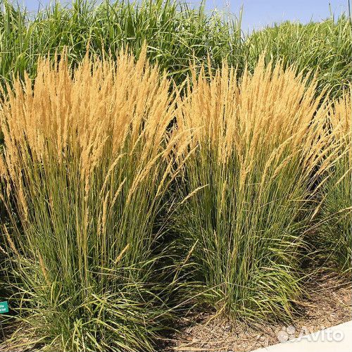 Декоративные злаки семена