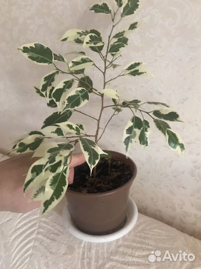 Фикус бенджамина