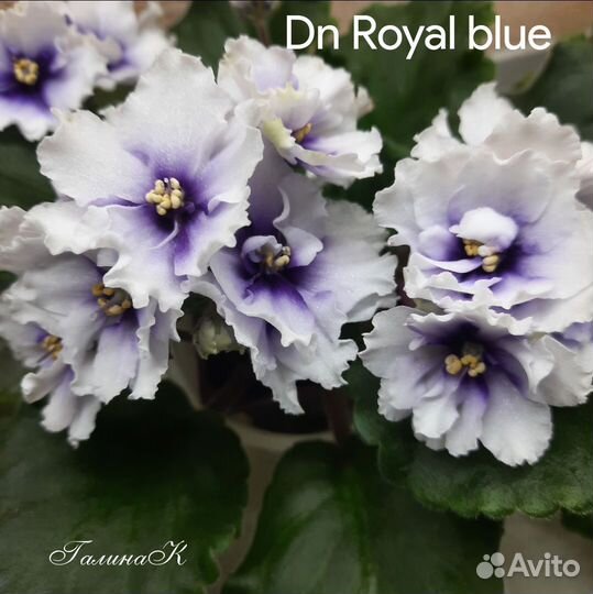 Фиалки сортовые