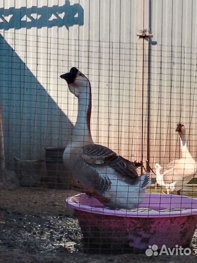 Гуси Большая львиная голова