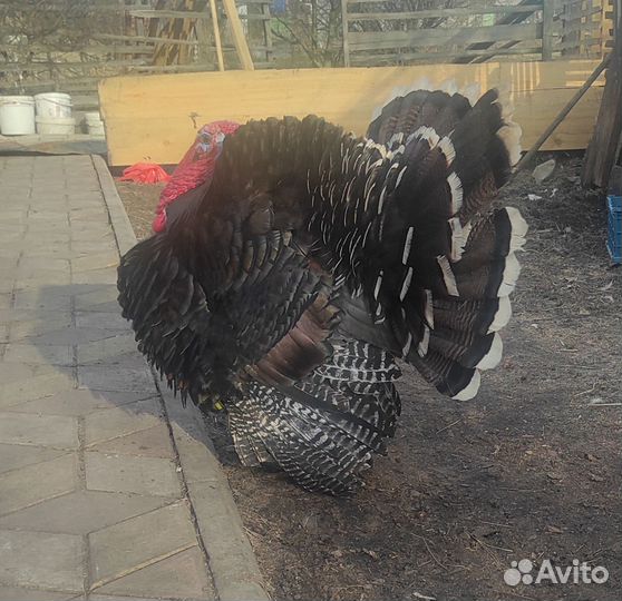 Яйца Индюков и уток