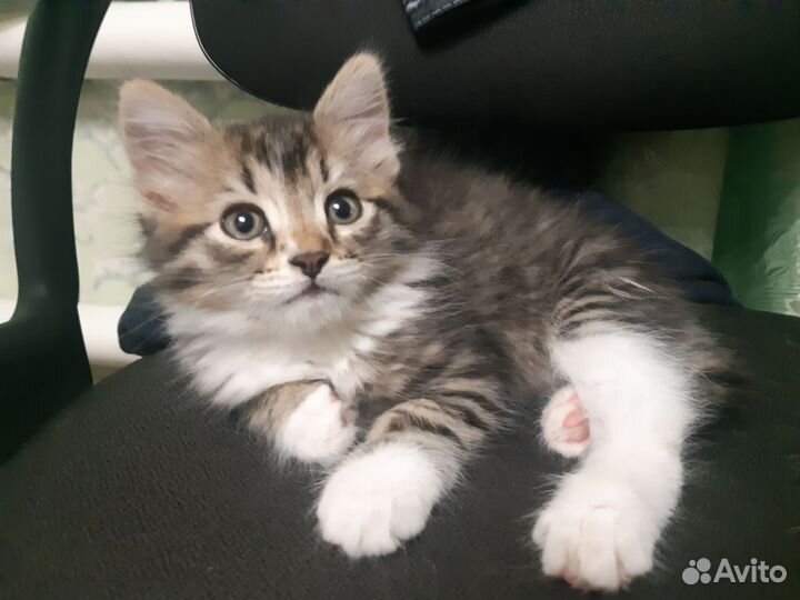 Котенок девочка 1 мес и 3 нед