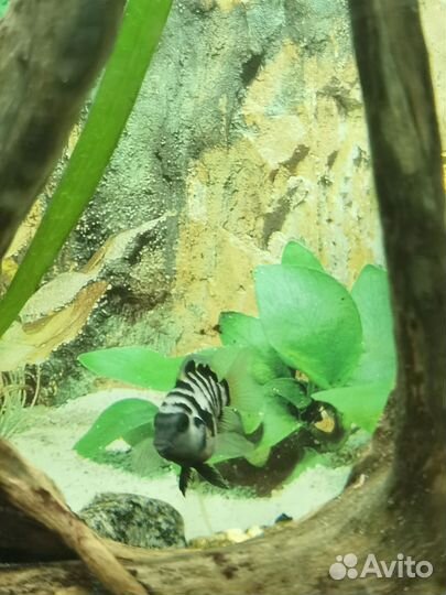 Цихлозома чернополосая