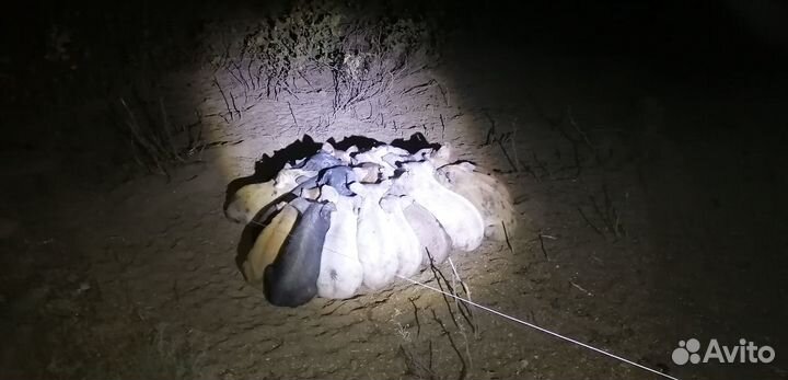 Копченое домашнее сало, солёное сало