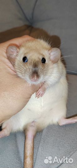 Крыса девочка