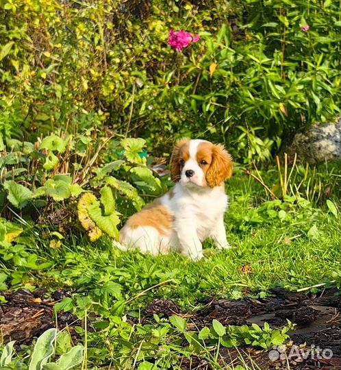 Щенок кавалер кинг чарльз спаниель