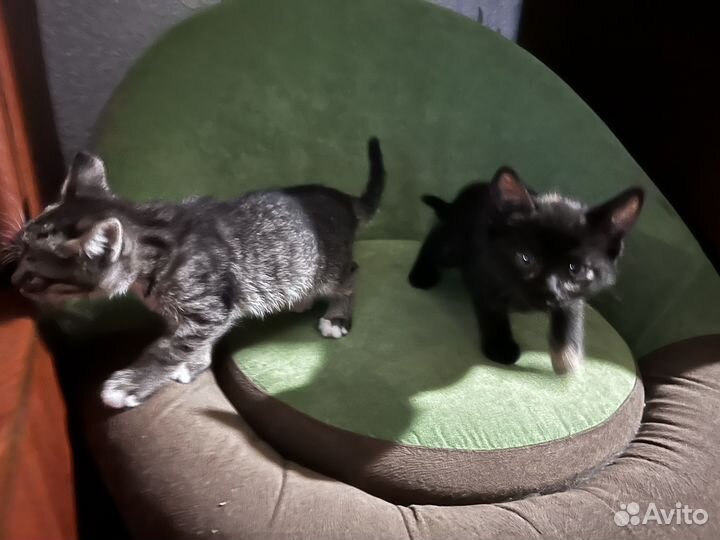 2 кошки