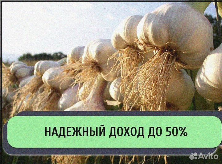 Ищу инвестора в с/х. Доход до 50%