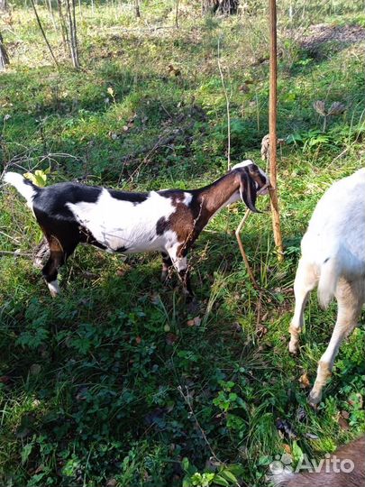 Нубийские козы