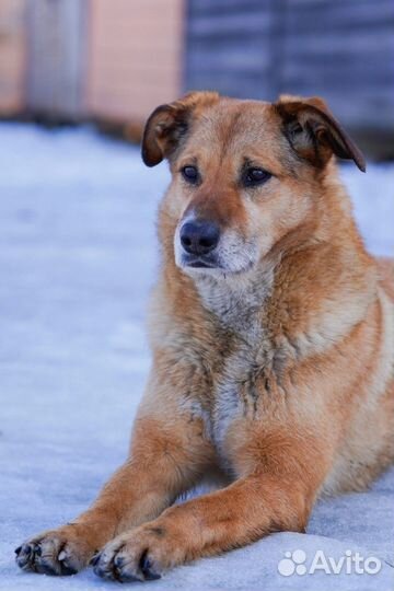 Собака Мандаринка в добрые руки