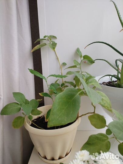 Лимонное дерево и баклажаны