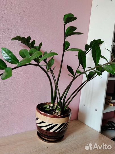 Замиокулькас