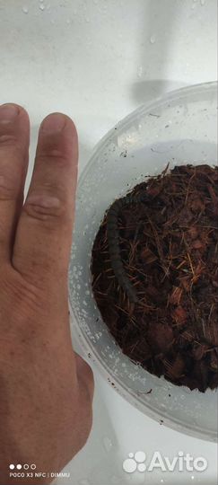 Скорпионы, палочники, сколопендры, тараканы