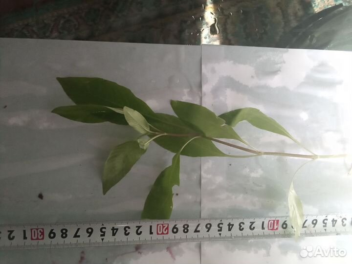 Растения аквариумные