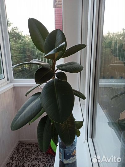 Фикус каучуконосный