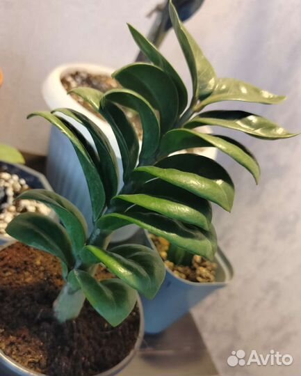Замиокулькас Зензи (Zamioculcas Zenzi)