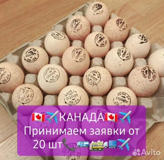 Инкубационное яйцо