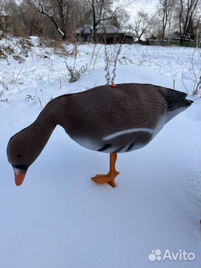 Чучела гусей (хре кормящий )