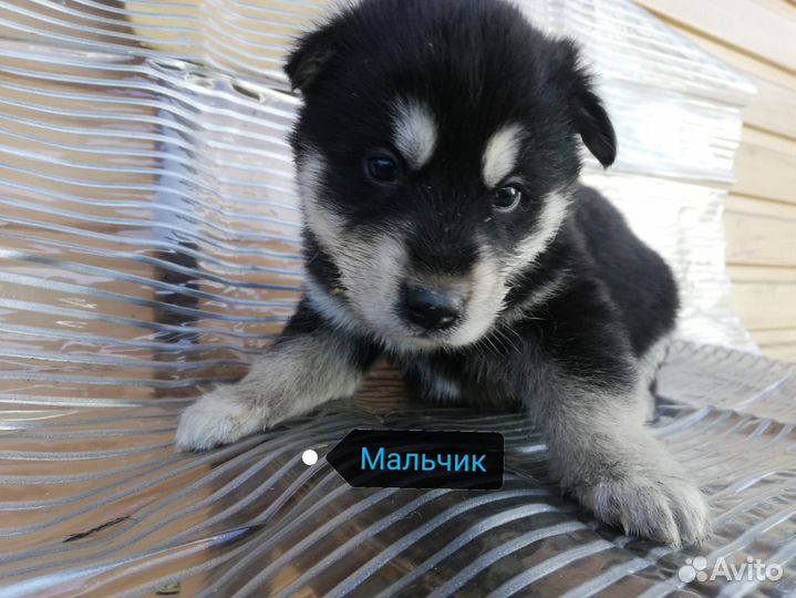 Отдам щенков от Хаски в добрые руки
