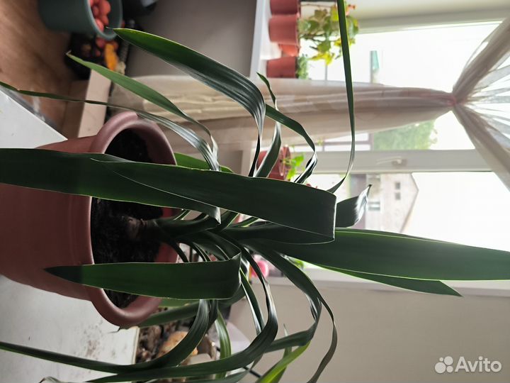 Пальма Юкка