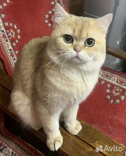 Британский кот на вязку