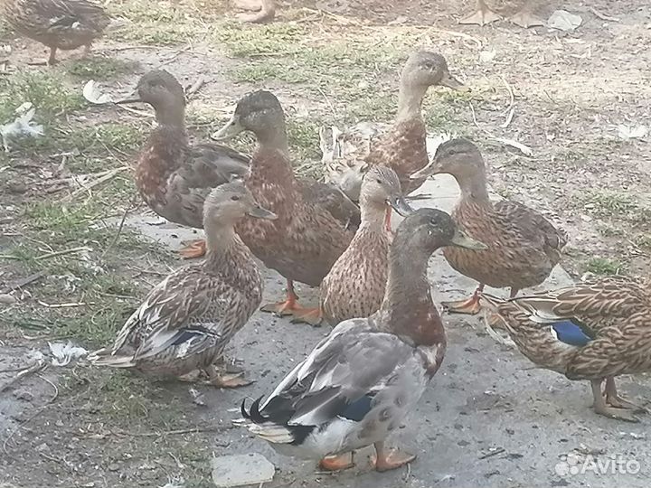 Подсадные утки