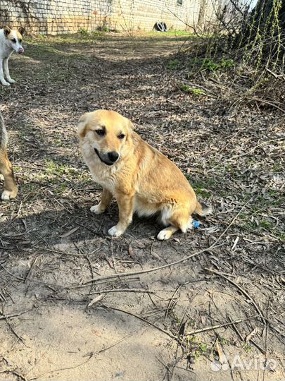 Небольшая Собачка