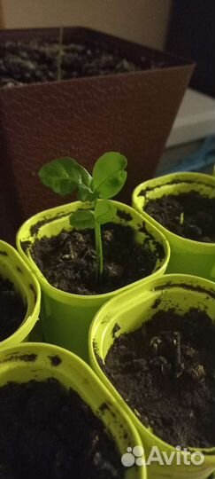 Лимонное дерево рассада начало пути