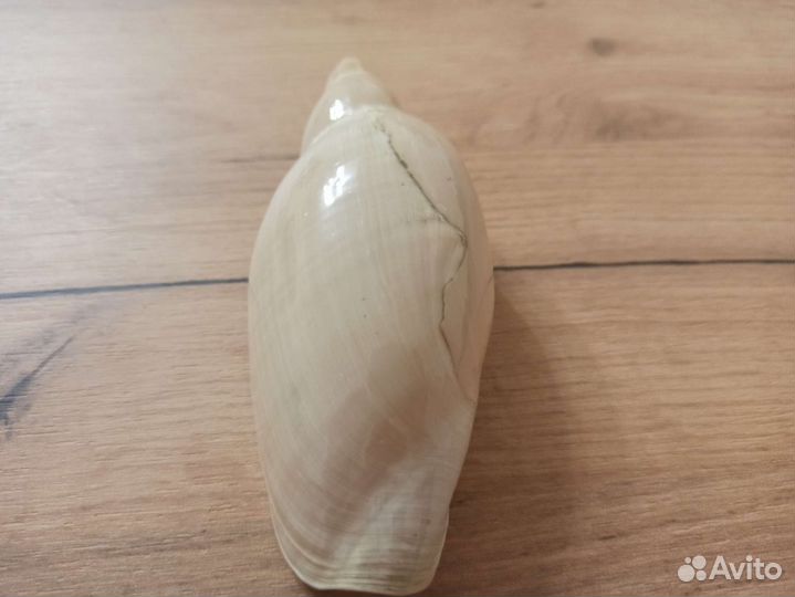 Морская раковина