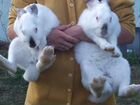 Кролики мясных пород на племя объявление продам