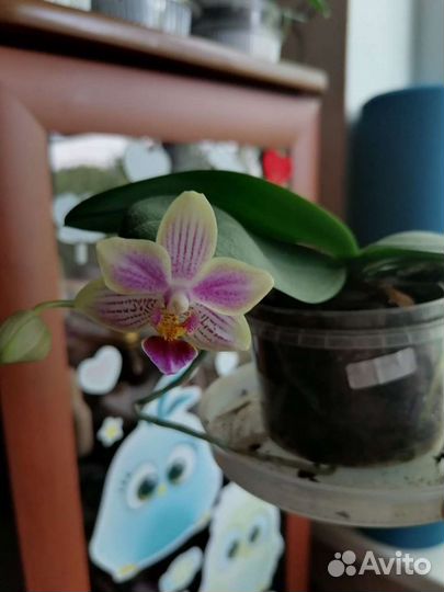 Орхидея фаленопсис