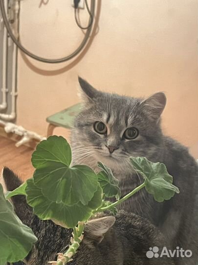 Очень Молодые Коты Крысоловы