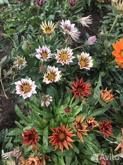 Семена цветов однолетники