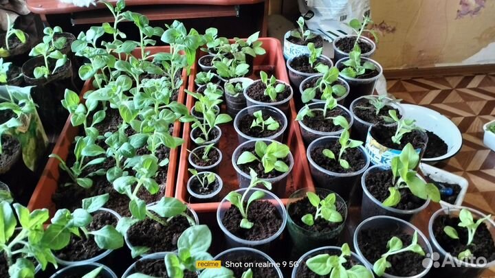 Рассада петуньи