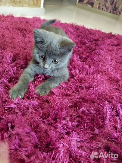 Русская Голубая кошка