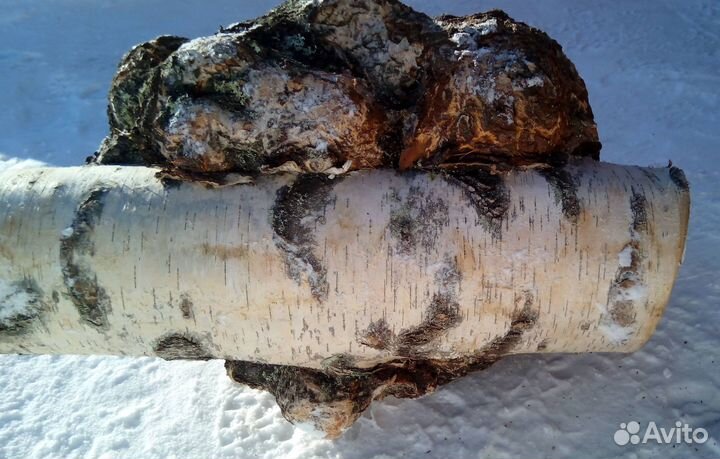 Сувель берёзовый