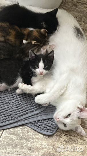 Котята в добрые руки