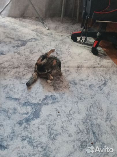 Кошка