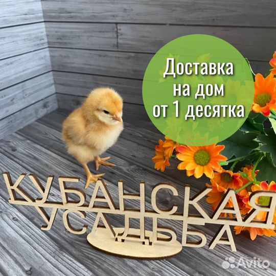 Суточные курочки Ломан Браун в Абинском районе