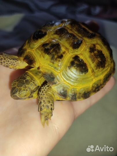 Черепашка сухопутная